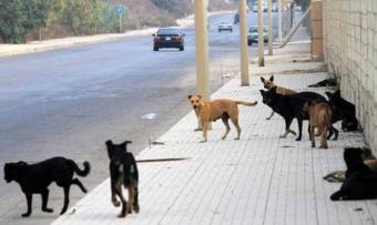 كلب مسعور يهاجم مسنين في مرجعيون