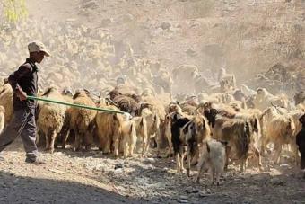 للرُّعاة أرصادهم الجويّة... "البواحير"