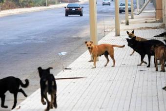 في جمهورية "كلاب الشوارع"... اللقاحات محدودة والمسؤوليات "شاردة"