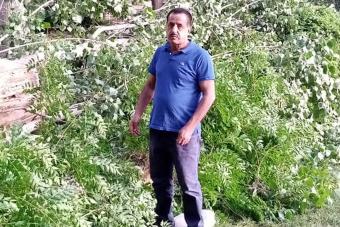 سقوط شجرة معمرة في مرجة رأس العين - بعلبك