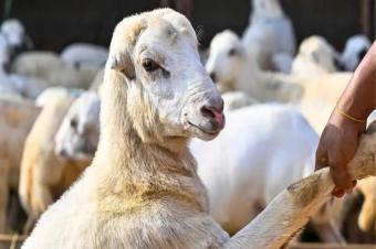 الصين توقف استيراد المواشي مع تفشي الأمراض