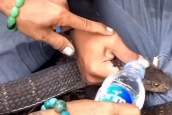 ثعبان يهاجم رجلاً  ويتشبّث بعضوه التناسلي