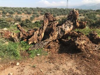ماذا لو قرّر طوني فرنجية التراجع اليوم عن مشروع بصرما؟