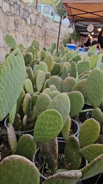 هل يستعيد "بترول الجنوب الأخضر" مجده؟