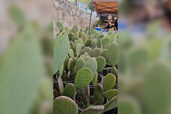 هل يستعيد "بترول الجنوب الأخضر" مجده؟