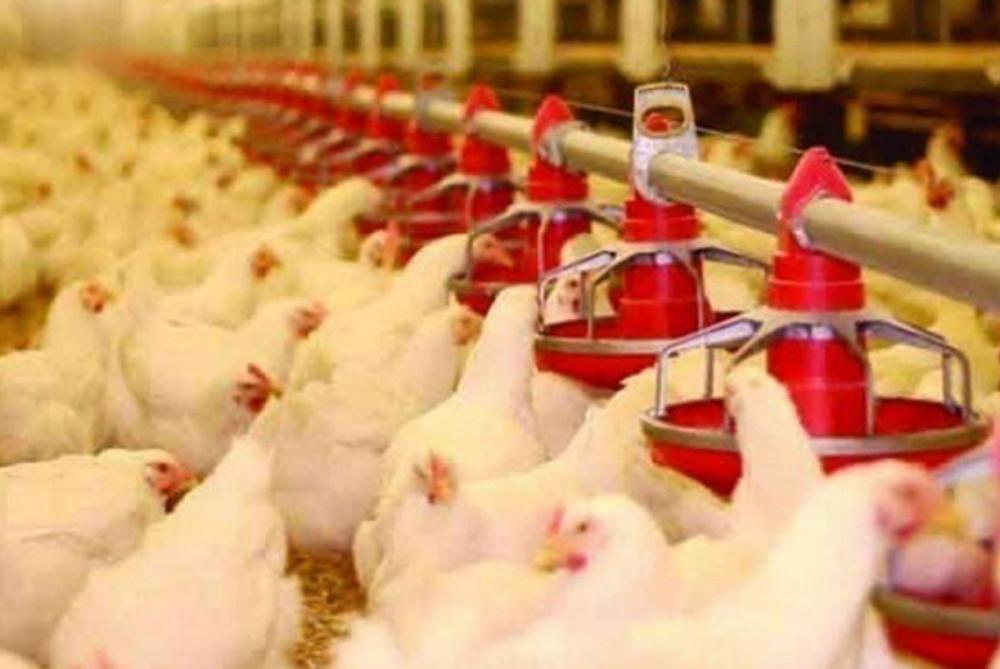 إنتاج قطاع الدواجن يفيض على الاستهلاك المحلي