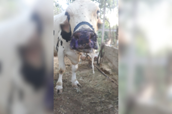 نفوق مئات الأبقار... من يحمي المزارع في بلد لا يملك صندوق تعويض؟