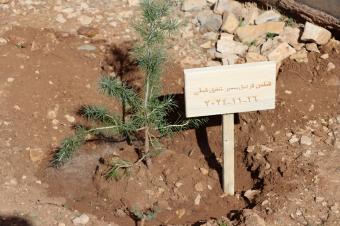 أرزة سمير قبطي في "محميّة إهدن"