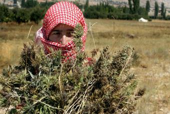 قنب البقاع... اتفاق في الحقل وخلاف على بيدر الحكومة