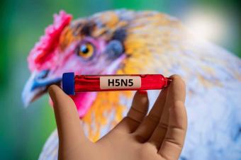 وفاة أول مصاب مؤكّد بسلالة H5N5 في العالم
