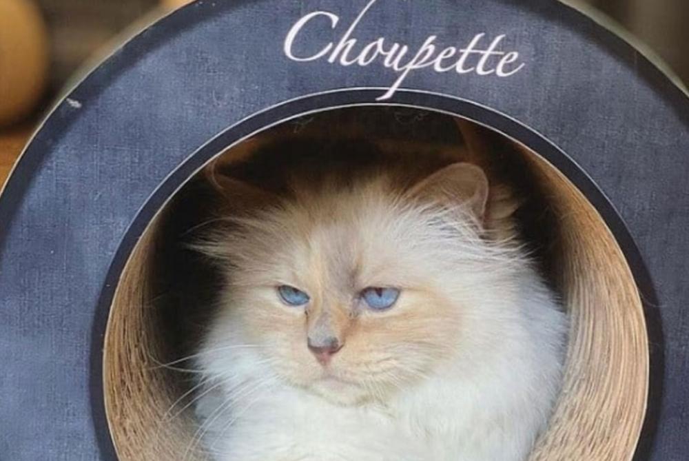 رفاهية قطة كارل لاغرفيلد في خطر