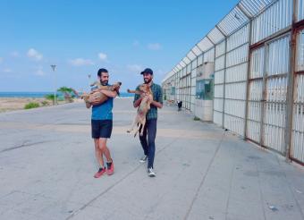 أزمة الكلاب الشاردة تعود لتهدّد صيدا