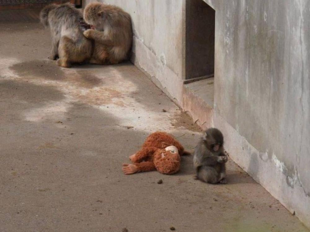 دمية تحتضن قردًا هجرته أمه