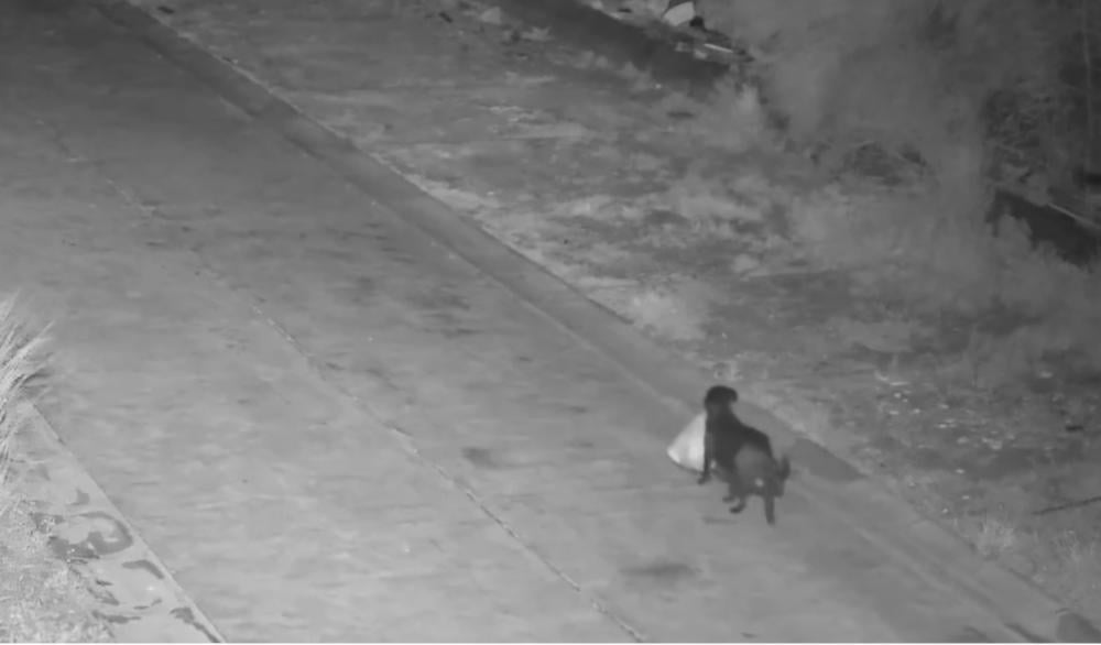 كلب يورّط صاحبه بالغرامات