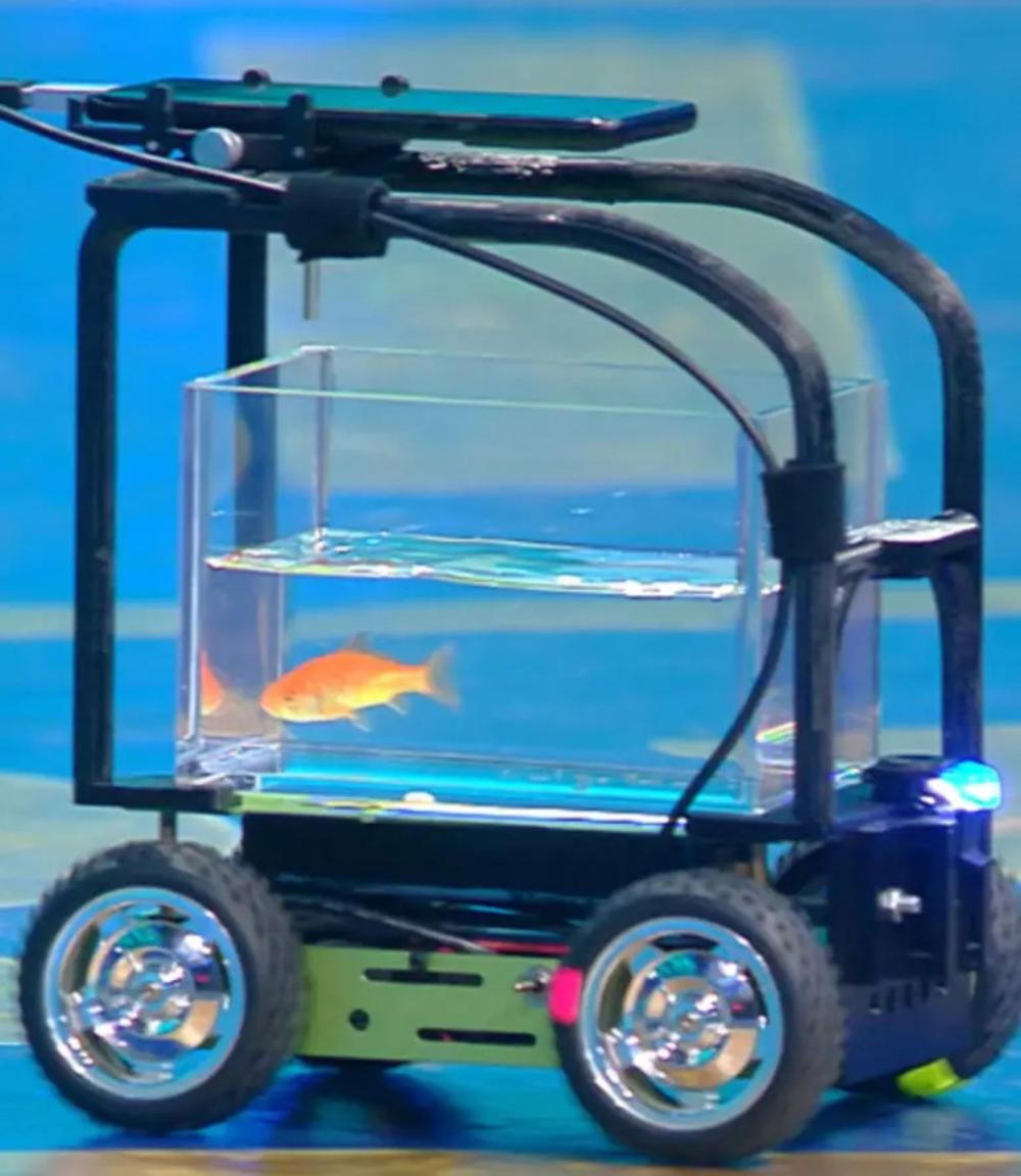 سمكة ذهبية برخصة قيادة