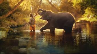 حملة لحظر استخدام الفيلة في أفلام بوليوود