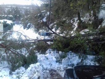 إزالة شجرة عن طريق عام عشقوت