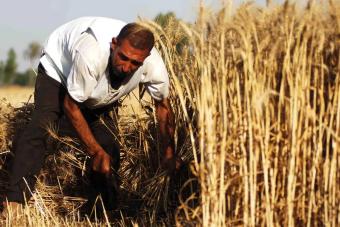مصر تشتري آلاف أطنان القمح من هذه الدول